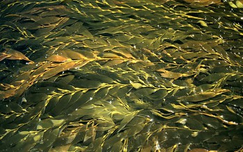 A dense canopy of giant kelp blades floats on the water's surface off the coast of Southern California.